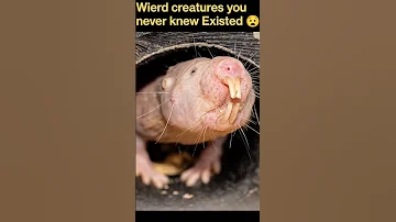 Are Naked mole rats harmful?  #shorts #viral #shortvideo #short #shortsfeed #creatures #creepy