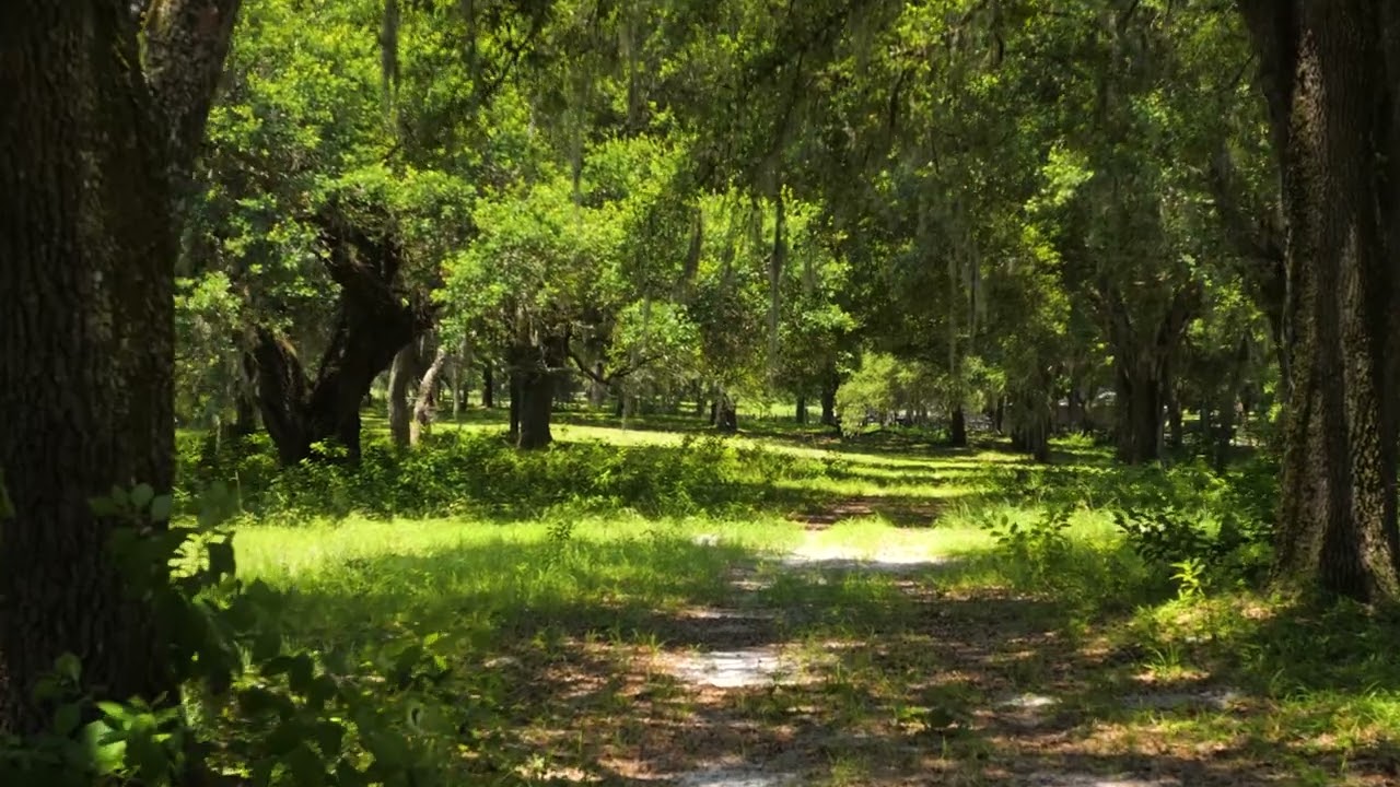 Ocala Farm Land for Sale Just 20 Minutes to the Ocala World