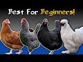 TOP 5 Chicken Breeds For Beginners in 2025 | Backyard Chickens | Chicken Keeping