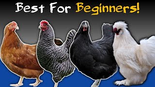 TOP 5 Chicken Breeds For Beginners in 2025 | Backyard Chickens | Chicken Keeping