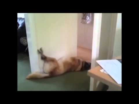 Video: Hoekom Droom Die Swart Hond