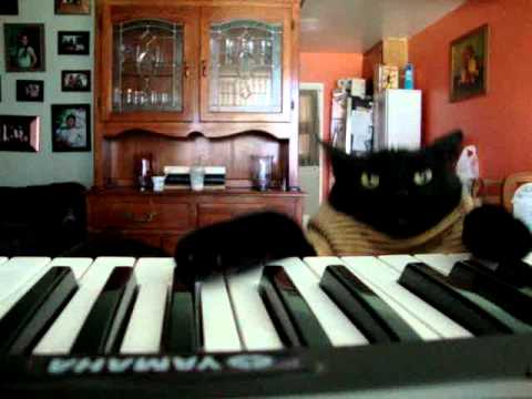 black-keyboard-cat