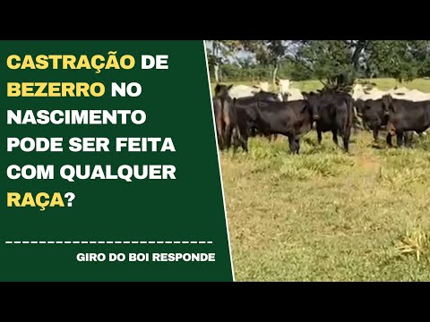 CASTRAÇÃO DE BEZERRO NO NASCIMENTO PODE SER FEITA COM QUALQUER RAÇA?