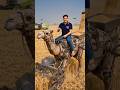 👉 लोहे का ऊंट नहीं… Future Farming Machine 😳 | 1 Machine = 5 मजदूर 🤯#shorts
