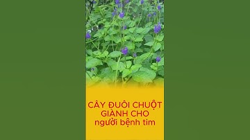 Cây đuôi chuột giành cho người bệnh tim #songkhoe #baithuochay #thuốcnam