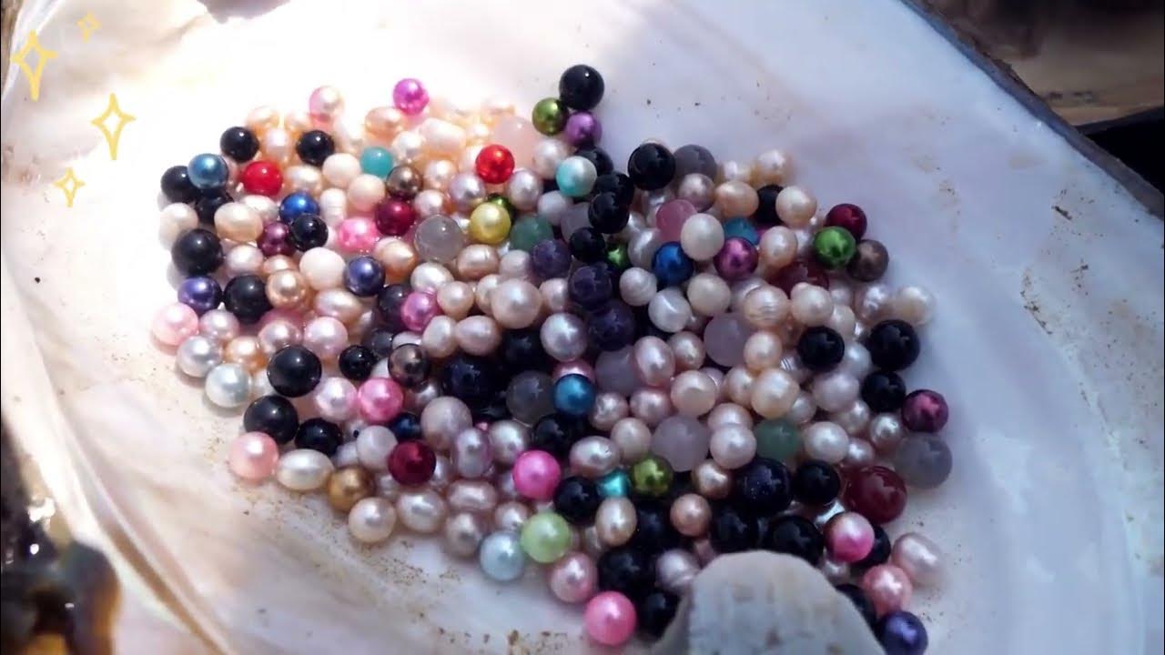 Shells are found in a small water pool, and colorful pearls are collected  after opening mussels 