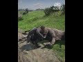 Skinning an Ox in RDR2 | Heavy Hide, Real Detail #RDR2 #RedDeadRedemption2 #RDR2Ox #RDR2Skinning