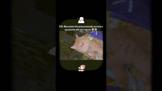 Pov Winter Turns You Into A Cozy Burrito Cute Cat Short