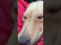 keep scratching my head all day long 🤣🤣🤣#dog #doglove #doglife #dogshorts #dogvideos