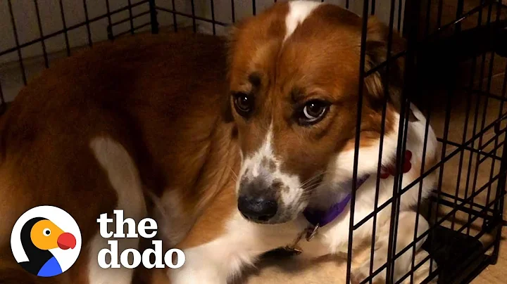 Rescue Dog Stayed in Her Crate For Five Days Until She Realized She Was Home | The Dodo