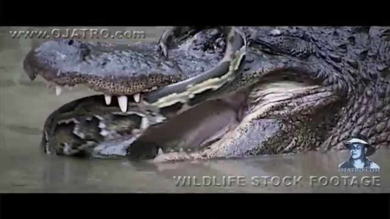 Python Fighting Alligator 0101 Narration - YouTube
