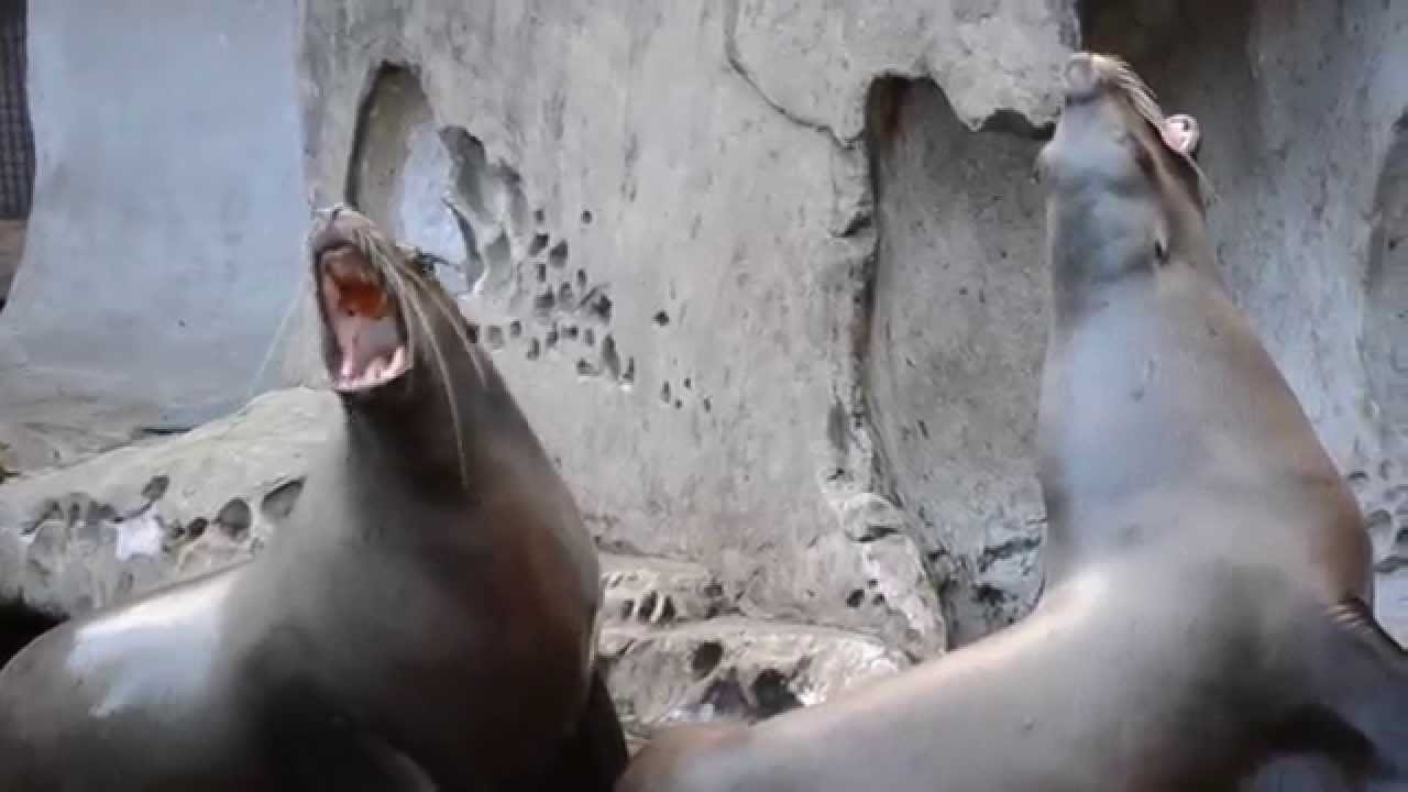 A day "Up Close" at the Vancouver Aquarium with Angie from Vancity Buzz