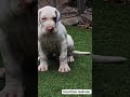 good quality great dane puppy #puppy #viral #pets #cute #dog #shorts #subscribe