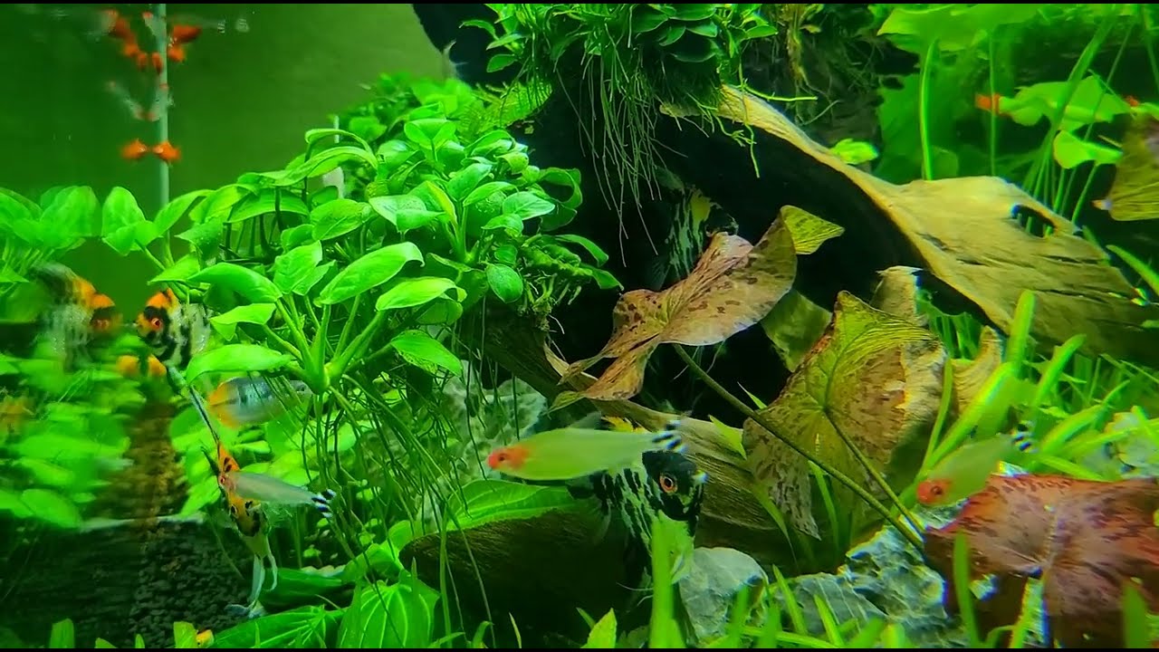 Góc thư giãn sau 1 ngày làm việc - Thủy Sinh Nha Trang