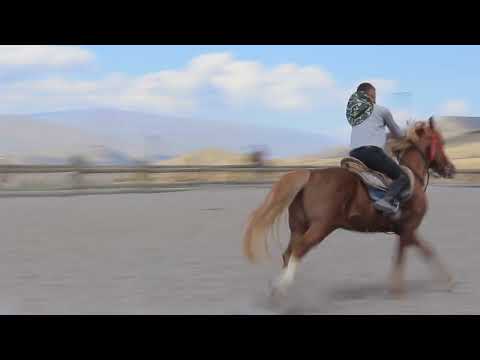 (A L T I N K A A N) Namı diğer TANK! #atvideo #arabic #horse #erzurum