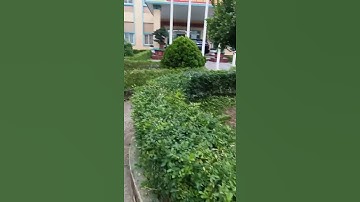 Cắt tỉa gọn gàng khuôn viên