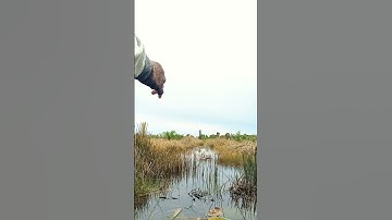 Sarang betok pemangsa #fyp #video #mancing #fishing #shorts #videoshorts