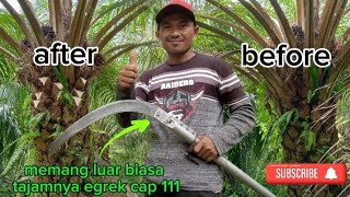 pruning sawit pokok rendah menggunakan egrek tajam...|||