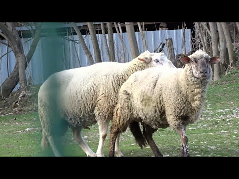 Brebis,   bélier, et Moutons,   dans la nature - Le  Bois des  Naix   (Drôme) France