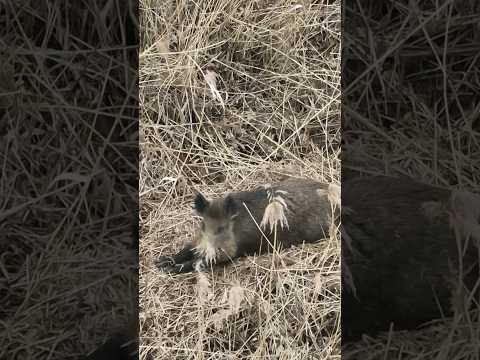 🐗 Keiler im Schilf. Wie alt meint ihr ist dieser ? #keiler #sauen #wildschwein #jagd #hunting