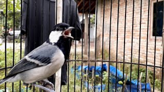 🔴Gelatik Batu Gacor Suara Tajam Jernih