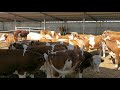 Bulls & Cows Best Farming - New Bulls Meet Cows First Time #02