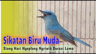 Sikatan Biru Muda Siang Hari Ngeplong Ngriwik Durasi Lama