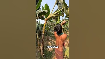 The Banana Harvesting Process