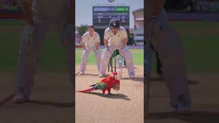 Beautiful Red Parrot Visits Cricket Ground 🦜🏏 | Rare Moment Caught on Camera #new #ytshorts