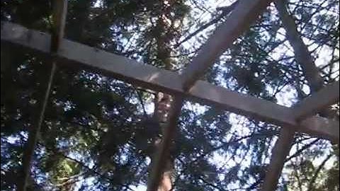 pallet shed part 3 the roof