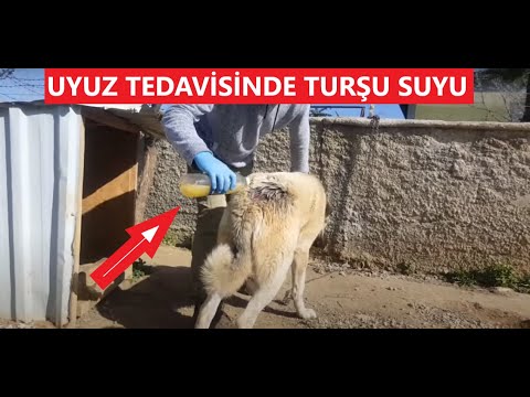 Uyuz Olan Kopeklerde Tursu Suyu Tedavisi Uyuzkopek Tedavisi Youtube