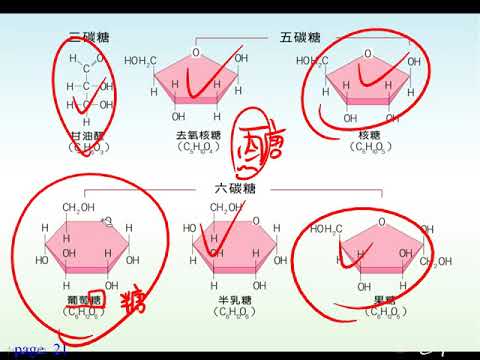 10601高一基礎生物1 2 07七大營養素 醣類 簡介+單醣一正