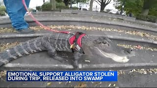 Emotional support alligator 'Wally' was stolen during vacation, released into swamp, owner says