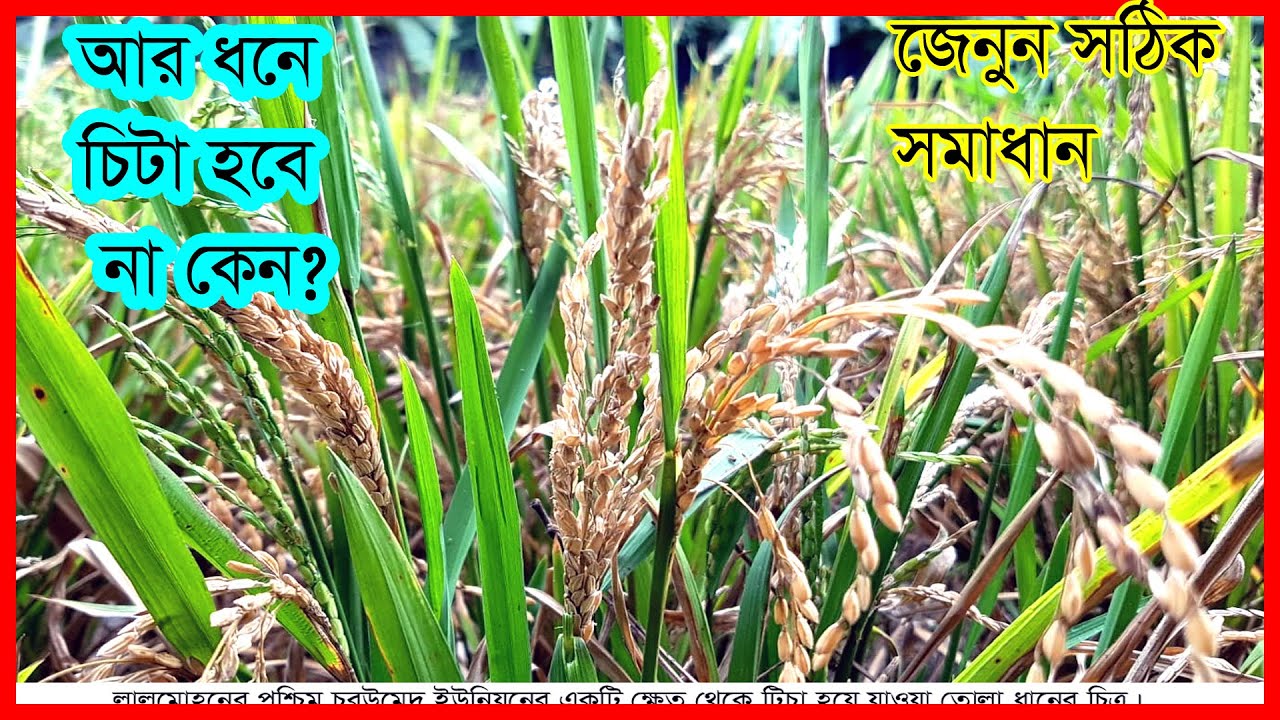ধান চিটা হওয়ার কারণ ও সমাধান // Reasons for rice to become cheetah II