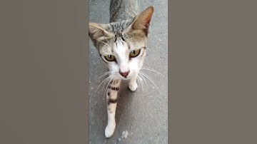 Suara kucing-kucing jalanan mengeong #shorts #kucing #kucinglucu #suarakucing