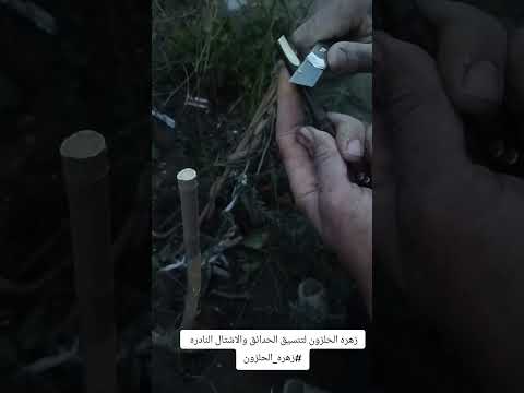 طريقة تطعيم التين على شجرة التوت نجاح مذهل بين أشجار العائلة الواحدة