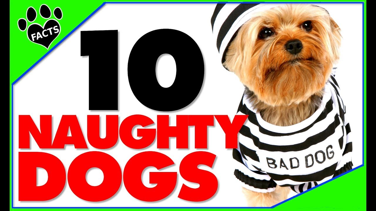 naughtiest dog breeds