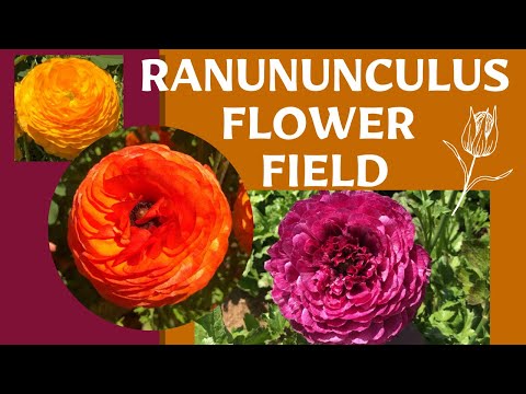 || Ranunculus Flower Field ||