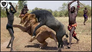 Massai Aborigines Team Up With Wild Horses To Destroy Lions To Protect Livestock