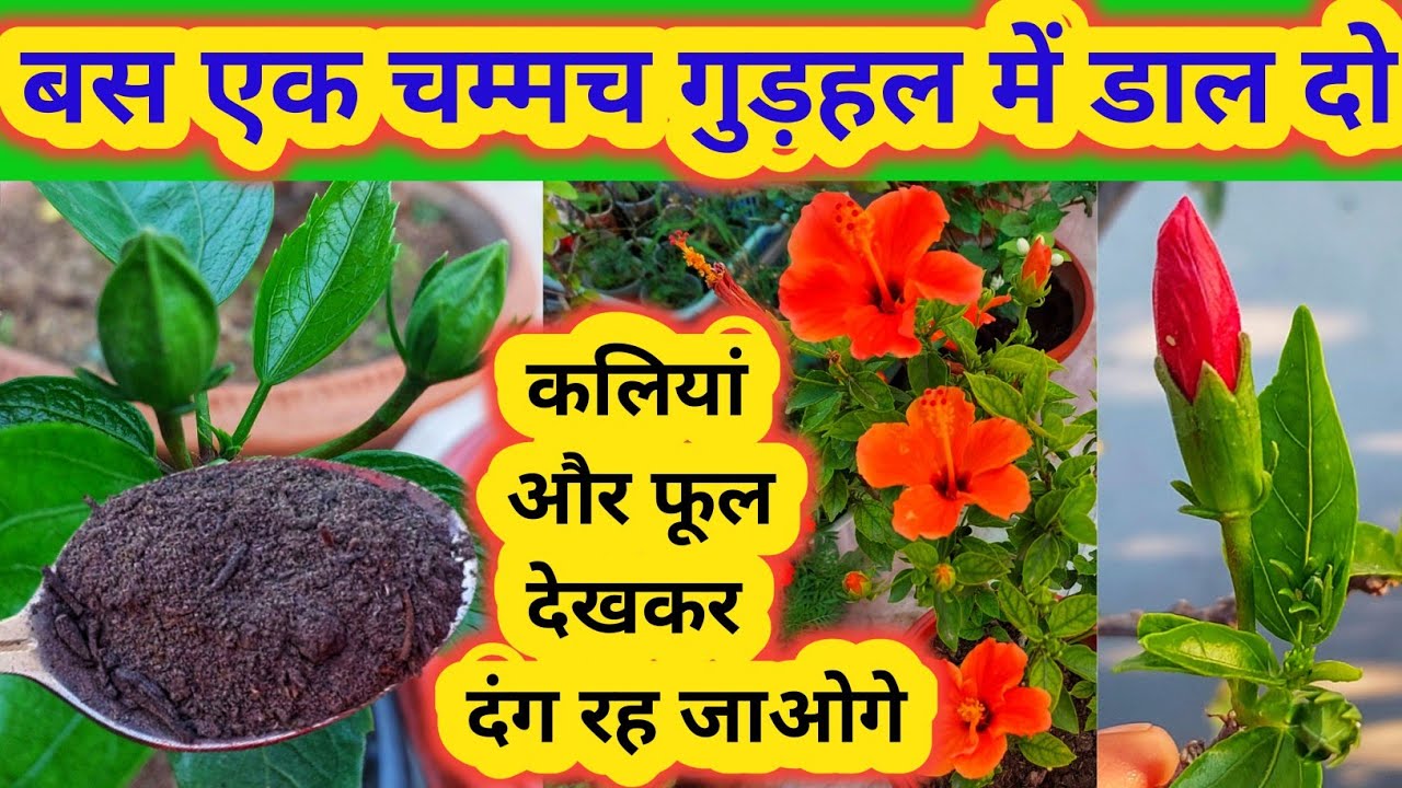 गुड़हल में एक चम्मच डालें, फूल देखकर दंग रह जाओगे. Hibiscus plant care ...