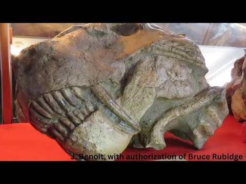 Video: Er mennesker i slekt med dimetrodon?