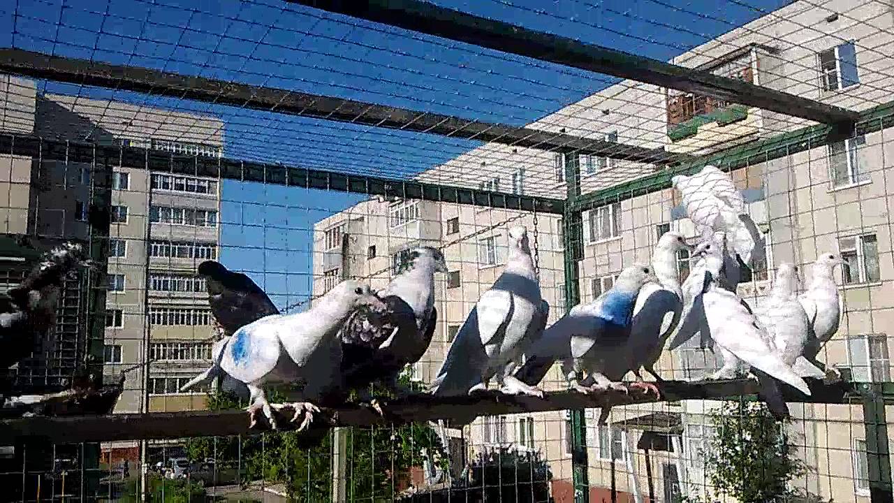 Бакинские бойные голуби чили Бакинские бойные голуби чили
