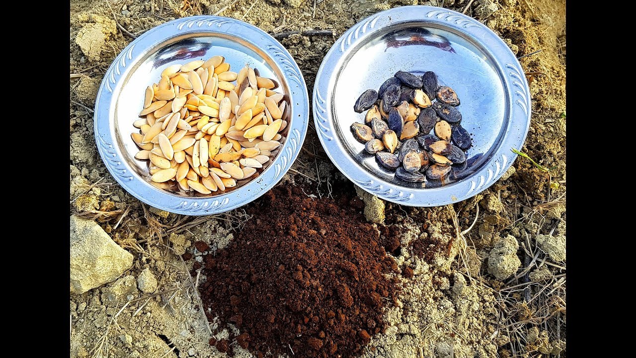 hobi bahçesi organik kavun, karpuz ekimi