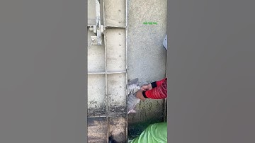 Cá Lớn - bắt Cá Rô Phi Khủng mắc kẹt trượt 😱 #khacthuyvlogg