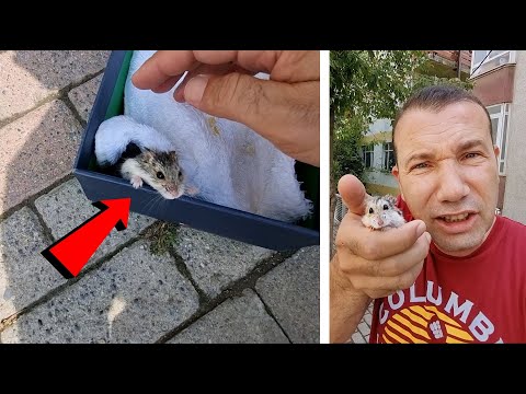 Video: Bir Çöp Kutusu Kullanmak İçin Hamsterinizi Nasıl Eğitirsiniz