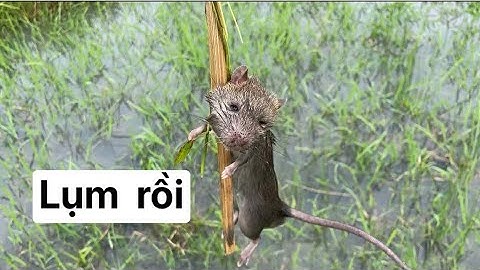 Bẩy chuột đồng kiểu Thái Lan (  Thai Style Mouse Trap )