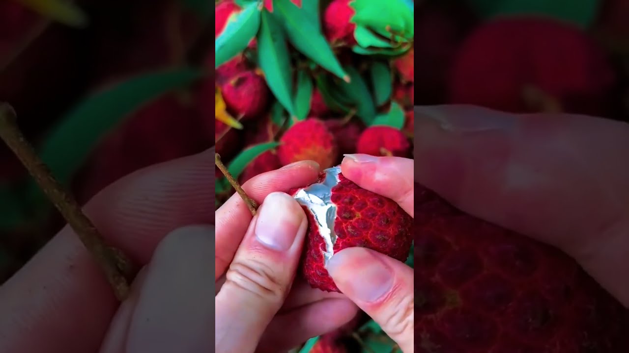 Opening A Very Fresh And Sweet Red Lychee Fruit Shorts