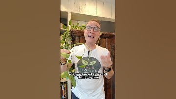 If you have been taking Pothos cuttings that have more than one leaf, you are wasting plant material