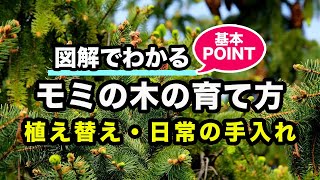 モミの木の育て方 カインズ植物図鑑