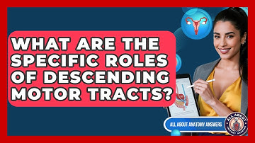 What Are The Specific Roles Of Descending Motor Tracts? - All About Anatomy Answers